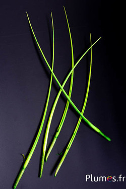Oie rachis - 25-30 cm - lime